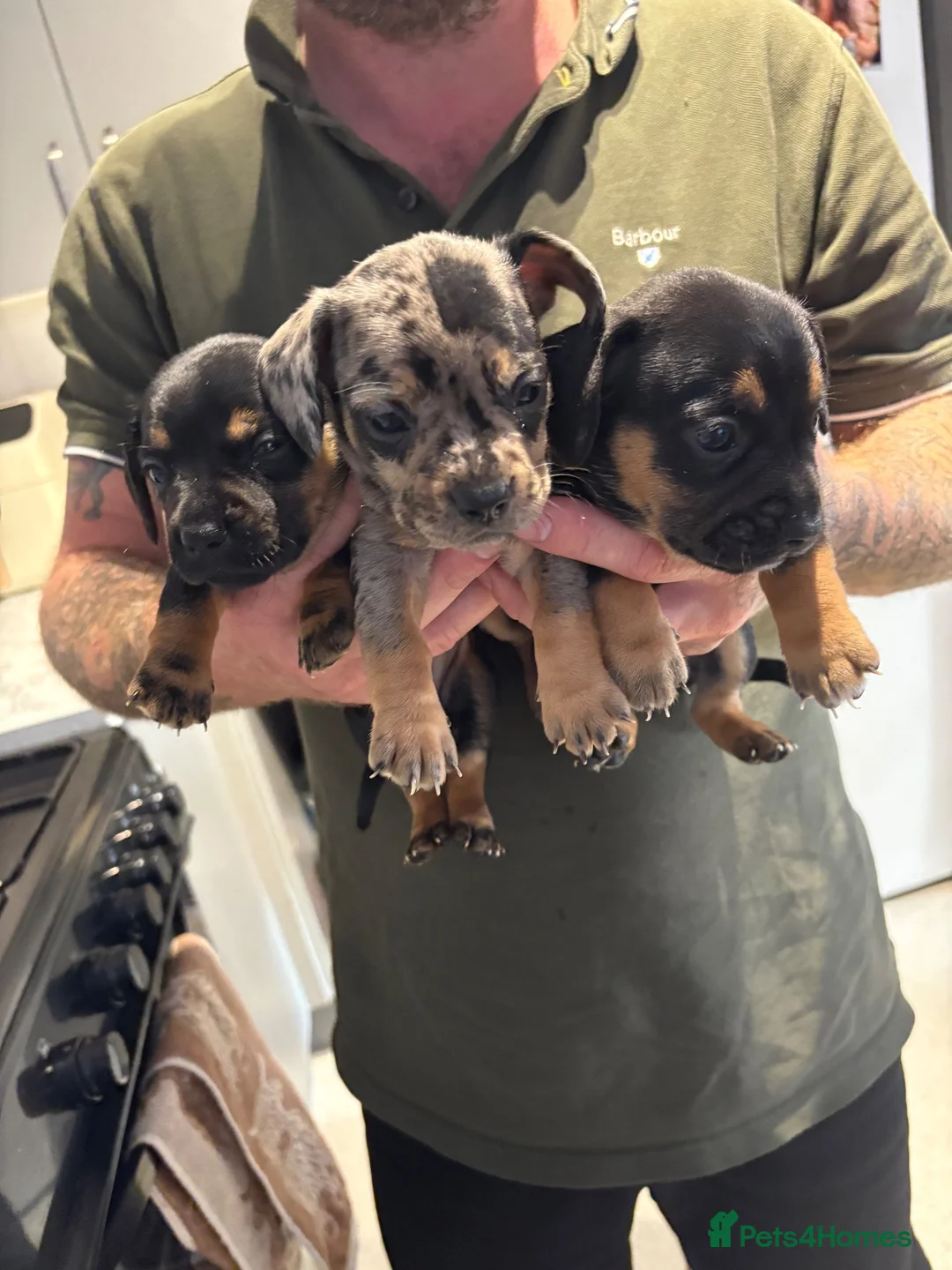 Mixed Breed dogs for sale: 3 gorgeous little babies looking for forever sofas - Advert 2
