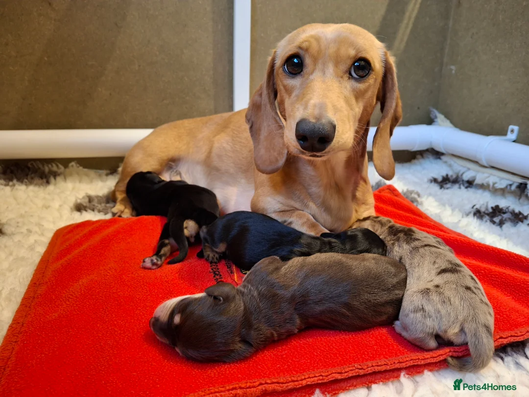 Miniature Dachshund dogs for sale: 🐾❤️KC Reg Smooth Haired Miniature dachshunds  - Advert 1