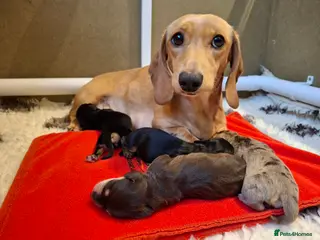 Miniature Dachshund dogs 🐾❤️KC Reg Smooth Haired Miniature dachshunds - Advert 5