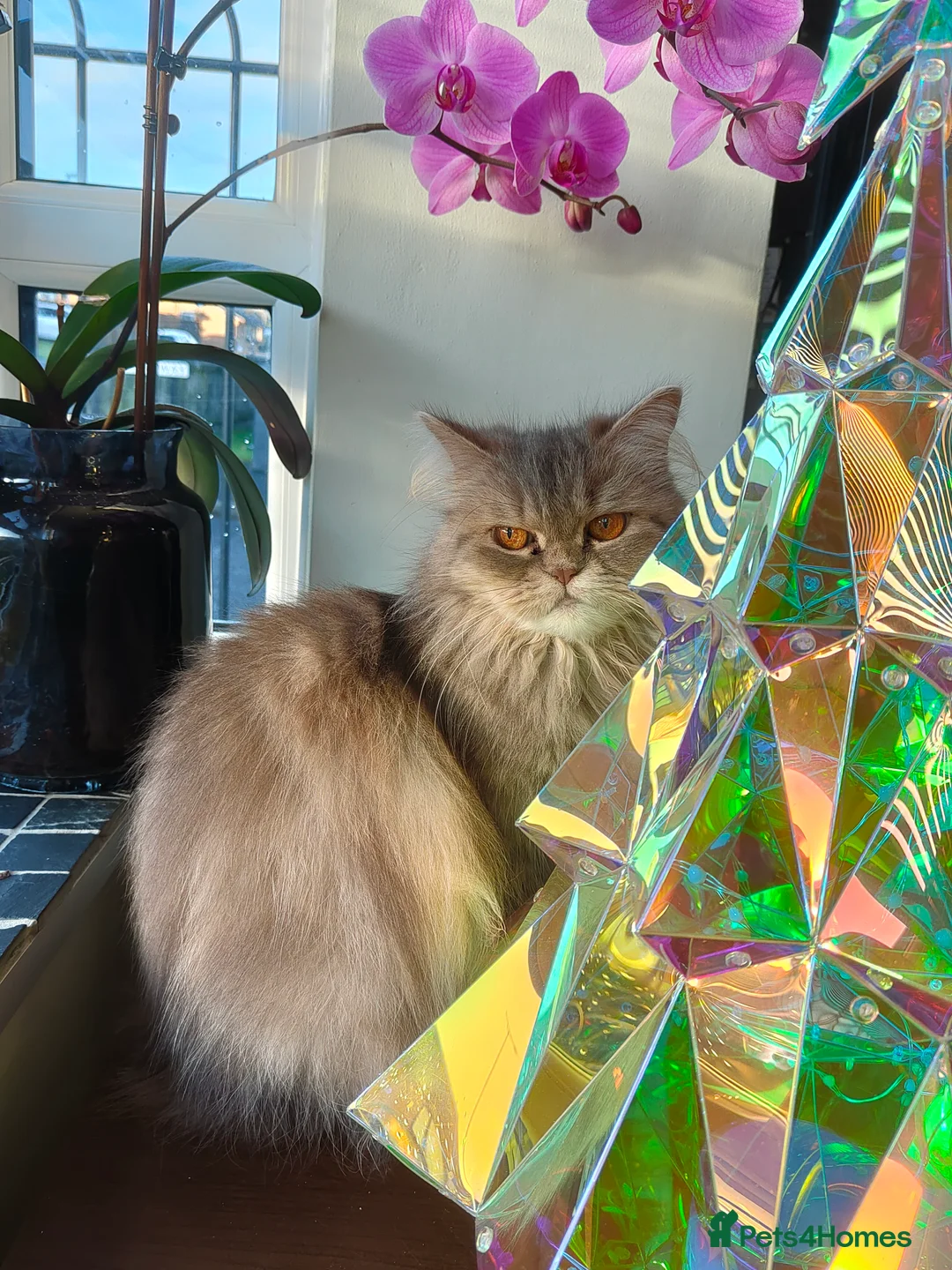 Persian cats for sale: Persian Mixed (F) & Kitten (F) - Advert 14