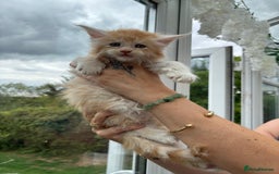 Maine Coon cats for sale: Registered Maine coon kittens  - Image 11