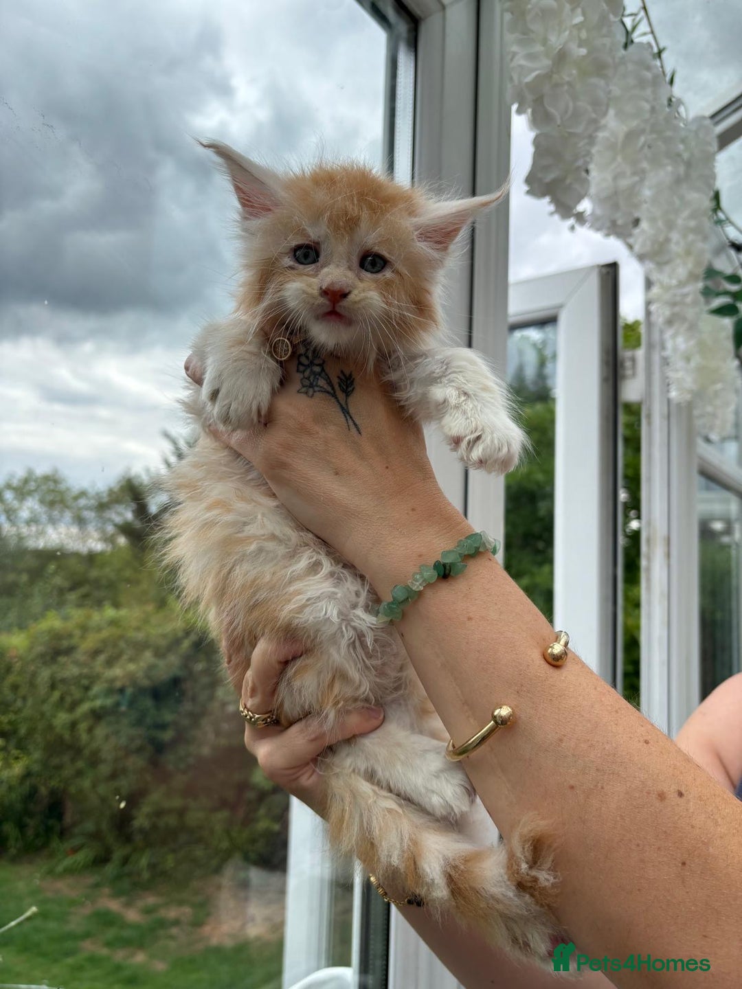 Maine Coon cats for sale: Registered Maine coon kittens  - Image 11
