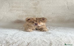 Chow Chow dogs for sale: Exotic colour chowsky puppies for sale  - Image 4