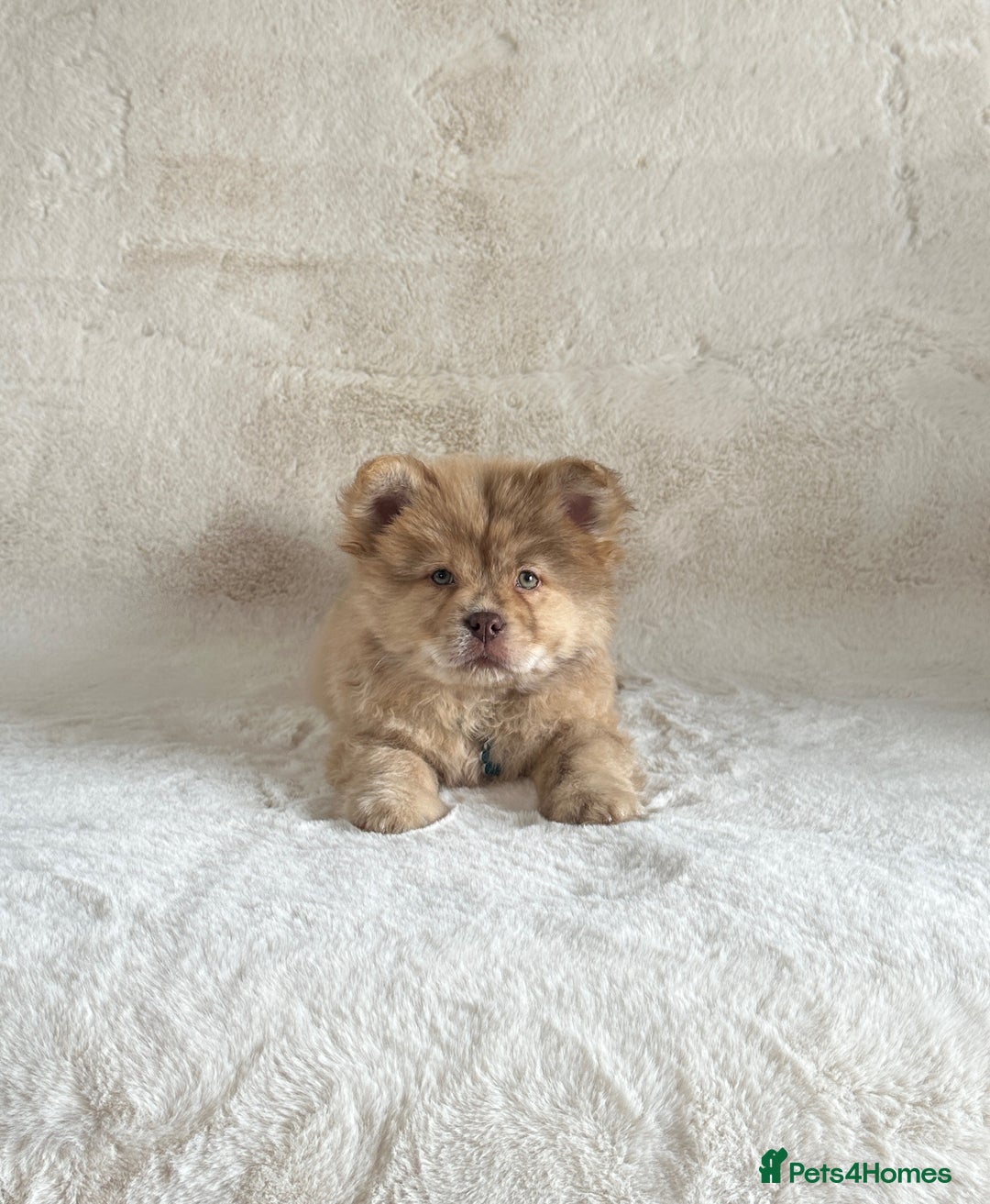 Chow Chow dogs for sale: Exotic colour chowsky puppies for sale  - Image 4