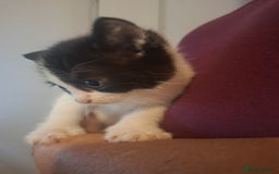 Mixed Breed cats for sale: 1 kitten left. READY NOW - Image 19