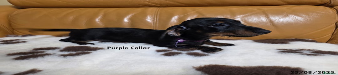 Purple Collar