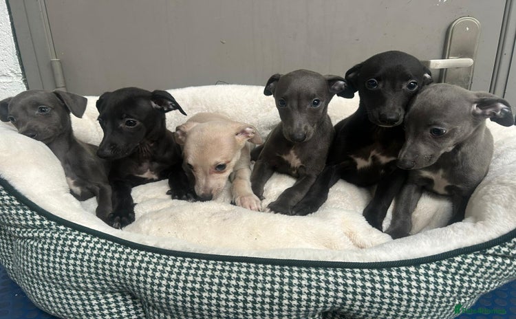 Whippet dogs - Advert 2