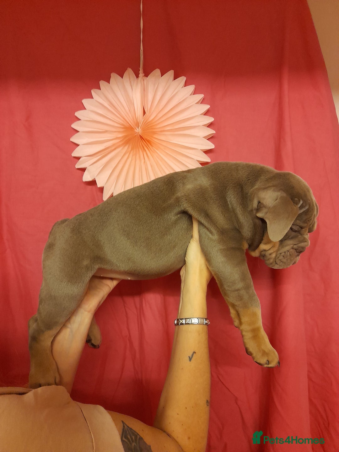 Mixed Breed dogs for sale: F1 olde English bulldog - Advert 29