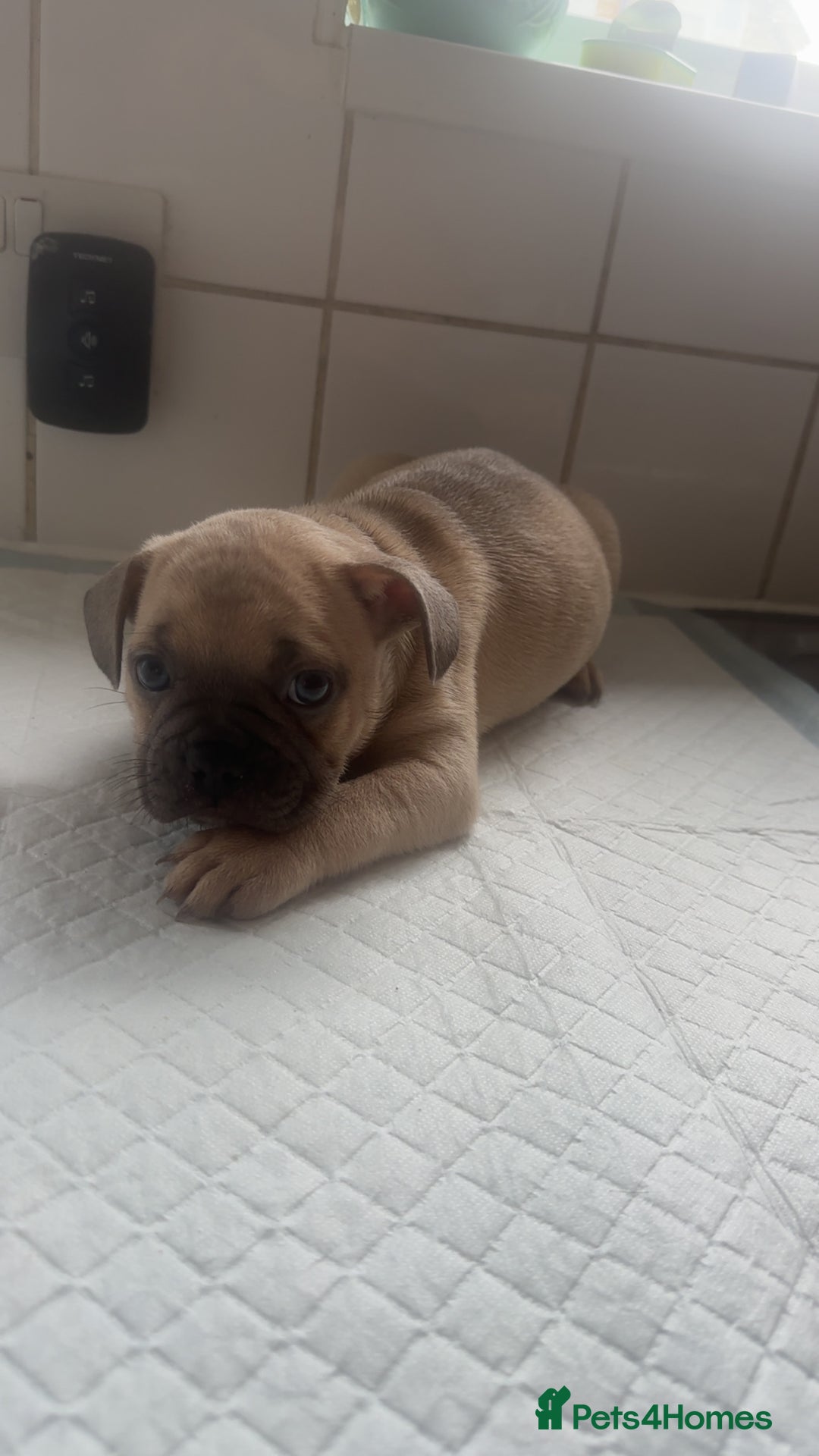 Mixed Breed dogs for sale: French bulldog X English bulldog  - Image 8