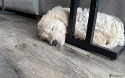 Goldendoodle dogs for sale: 1 girl remaining stunning f1 mini Goldendoodles  - Image 8