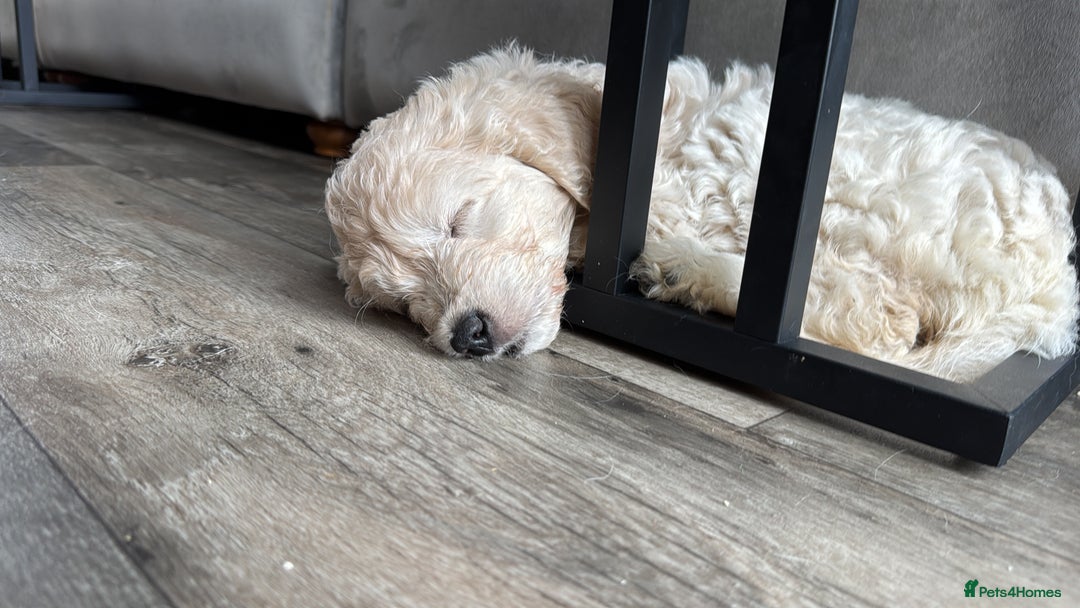 Goldendoodle dogs for sale: 1 girl remaining stunning f1 mini Goldendoodles  - Image 8