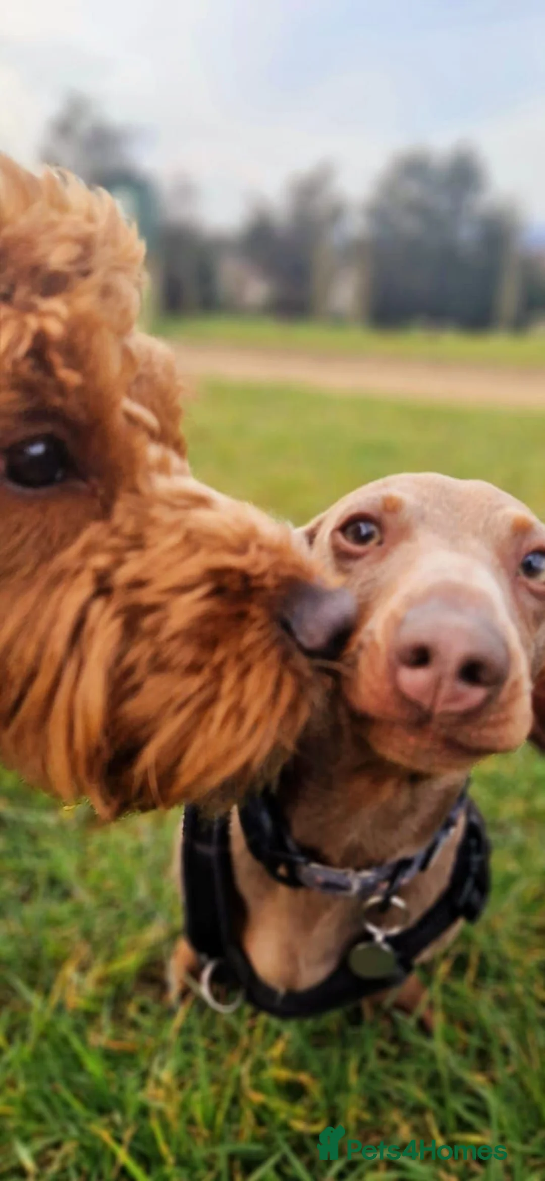 Cockapoo dogs for stud: Red Cockapoo Stud - First timer  in Bristol - Advert 10