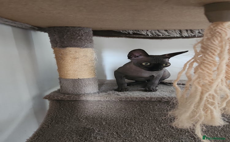 Sphynx cats - Advert 1