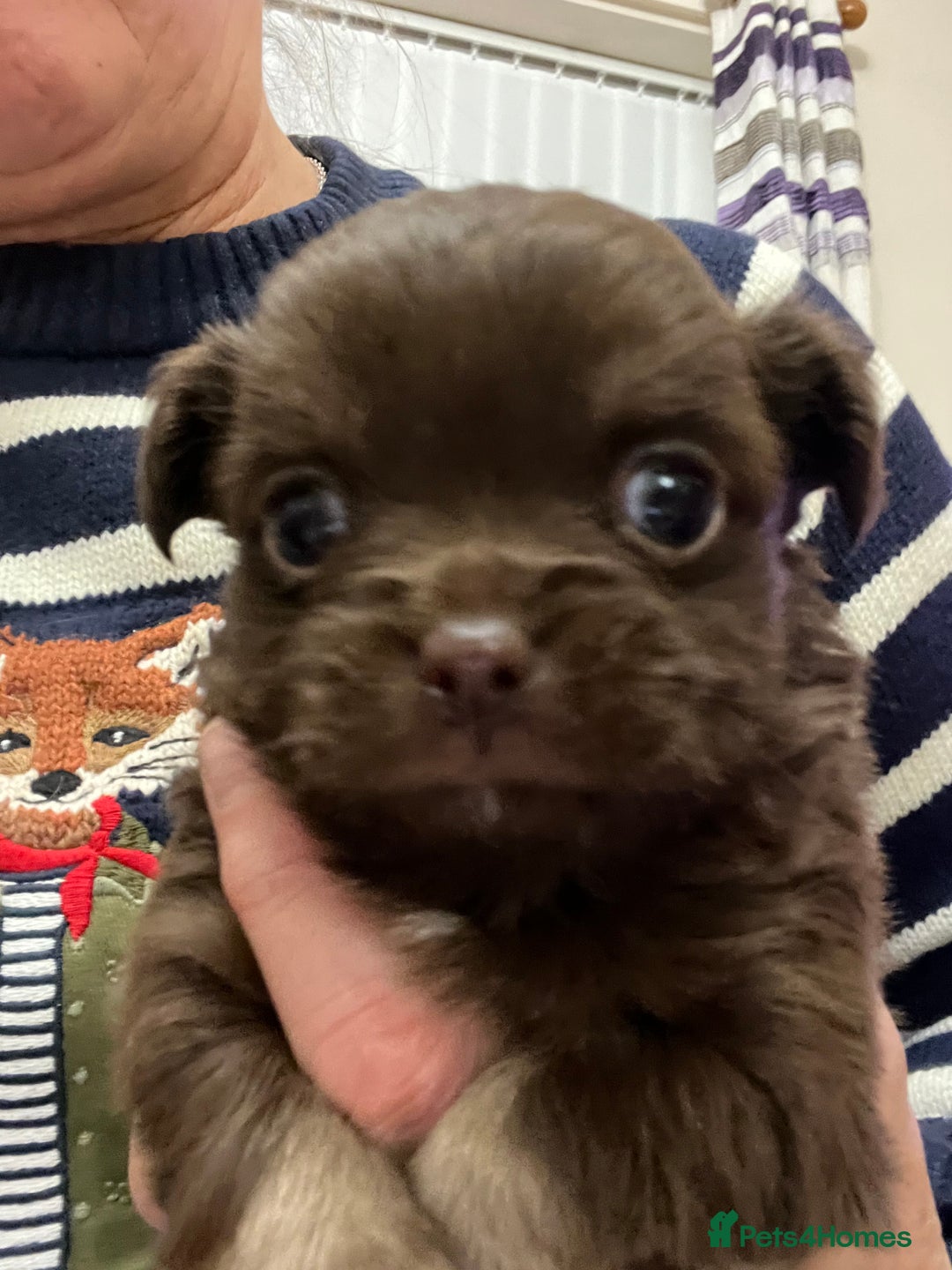 Chihuahua dogs for sale: 3 Gorgeous long coats boys - Advert 11