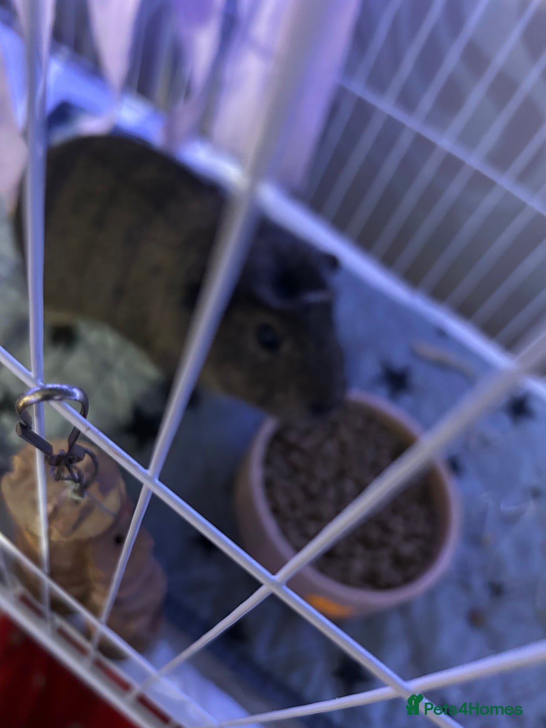 Guinea Pig rodents for sale: 3 male guinea pigs for £50  - Advert 6