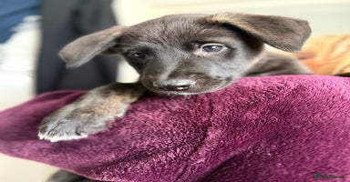 Mixed Breed dogs - Advert 2