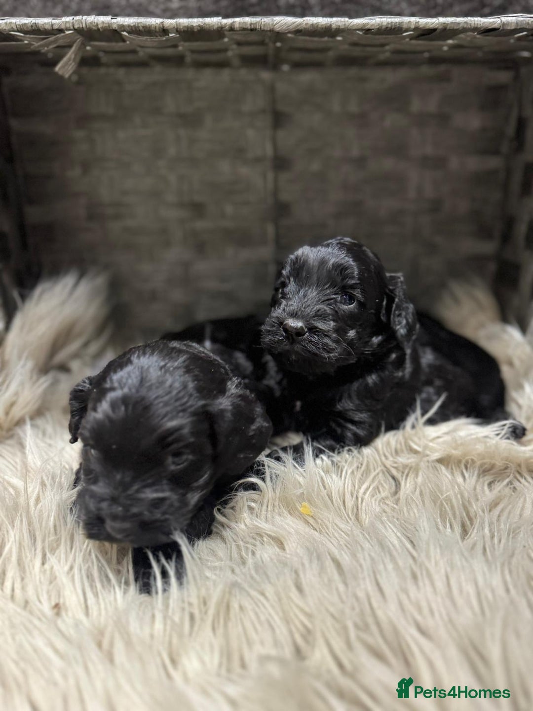 Cockapoo dogs for sale: Cockapoo Puppies - Image 7