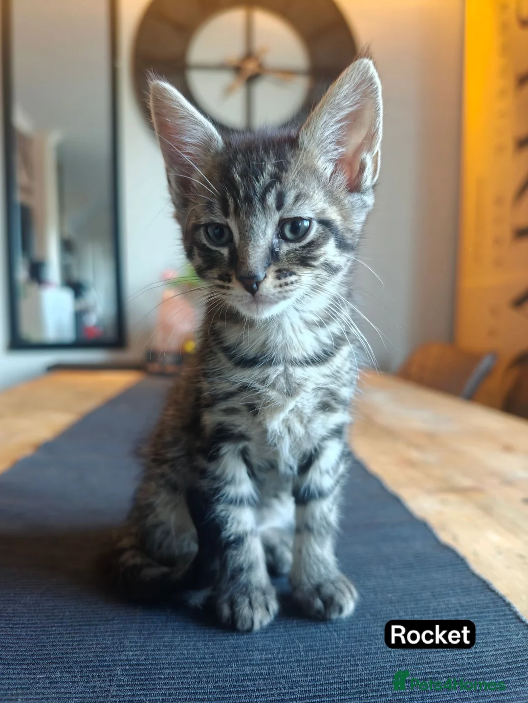 Mixed Breed cats for sale: Beautiful Mixed Maine Coon Kittens. - Advert 7