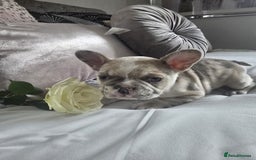 French Bulldog dogs for sale: French bulldog puppies  - Image 9