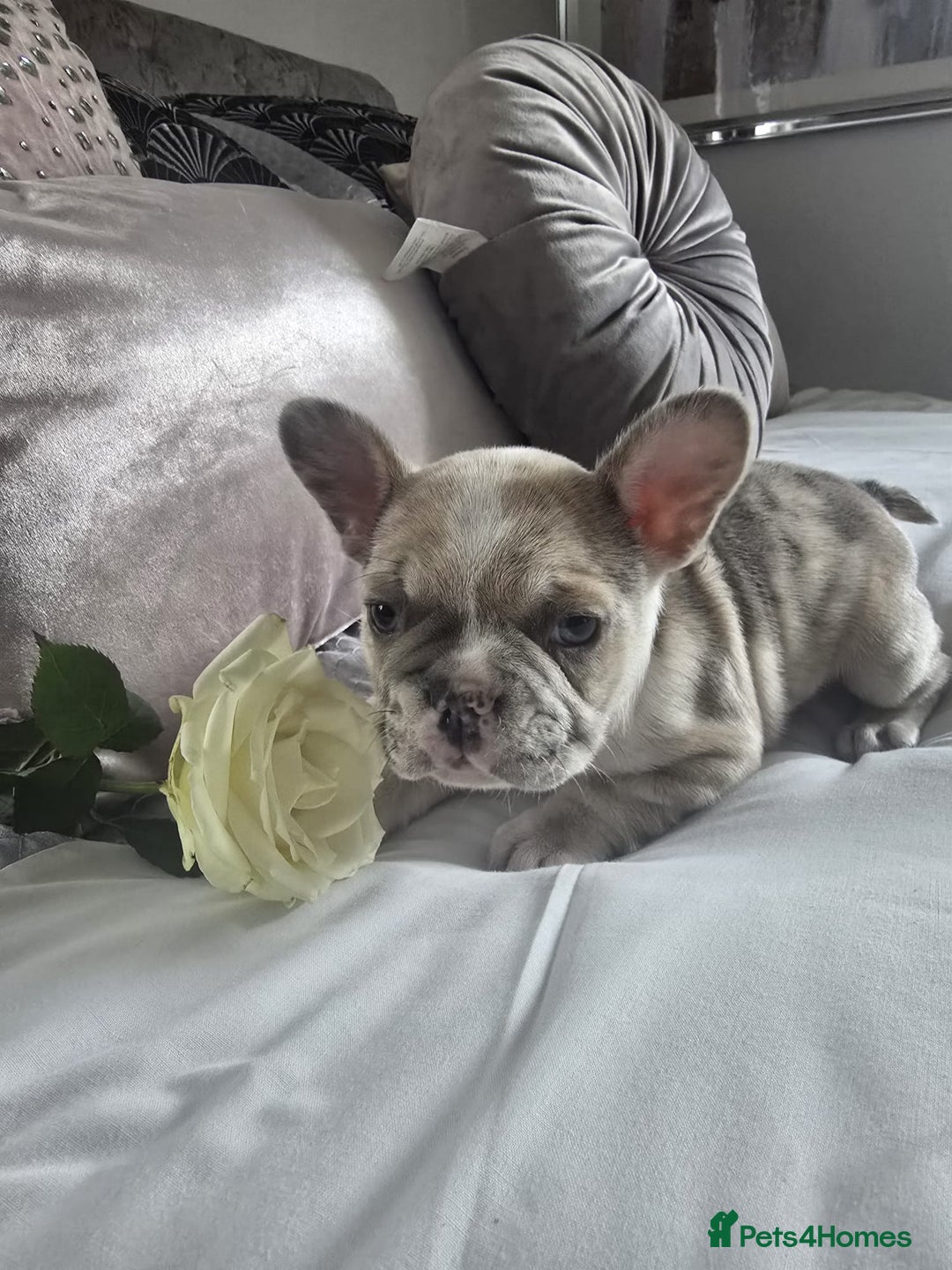 French Bulldog dogs for sale: French bulldog puppies  - Image 9