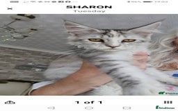 Maine Coon cats for sale: Full pedigree maine coon kittens for sale - Image 1
