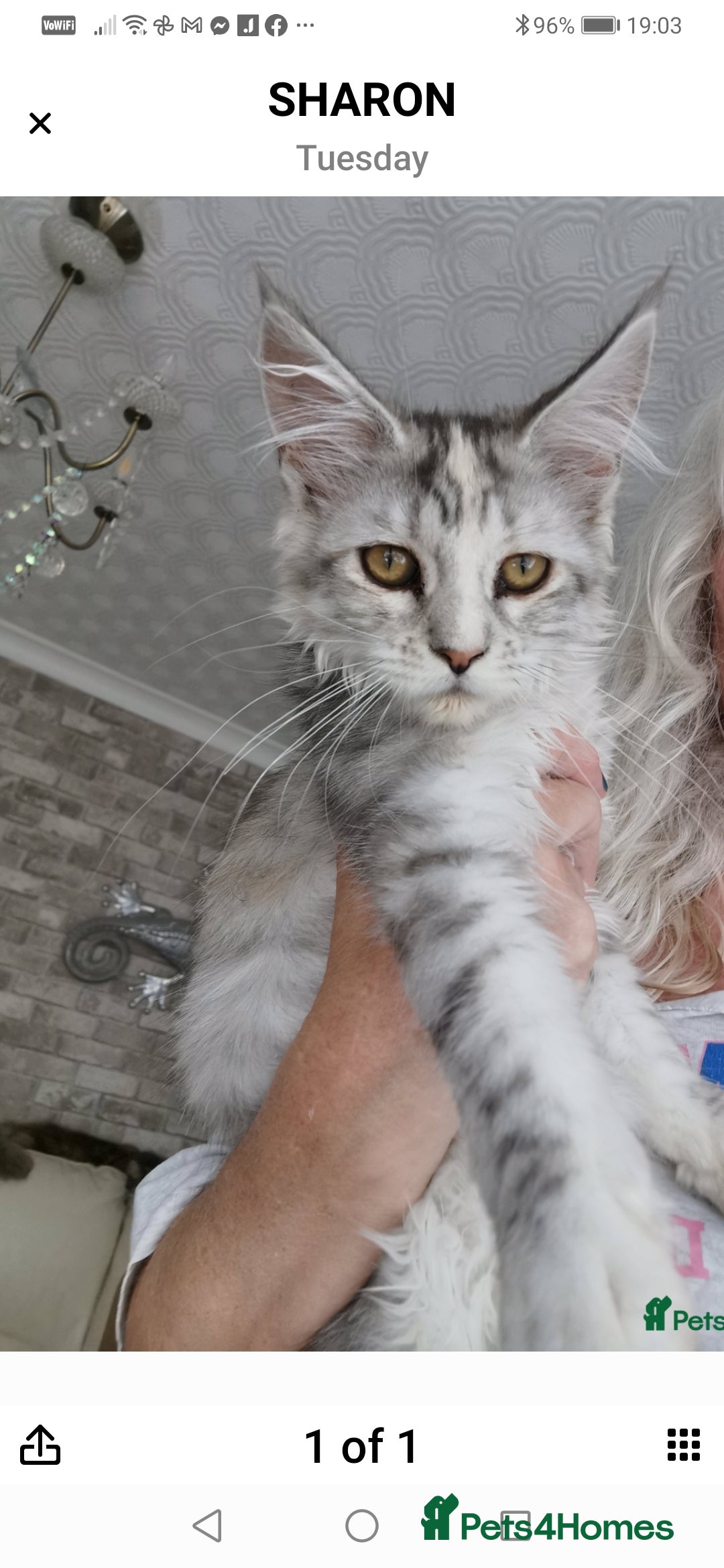 Maine Coon cats for sale: Full pedigree maine coon kittens for sale - Image 1