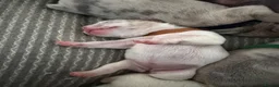 French Bulldog dogs for sale: Beautiful French Bulldog Puppies  in Deal - Advert 20