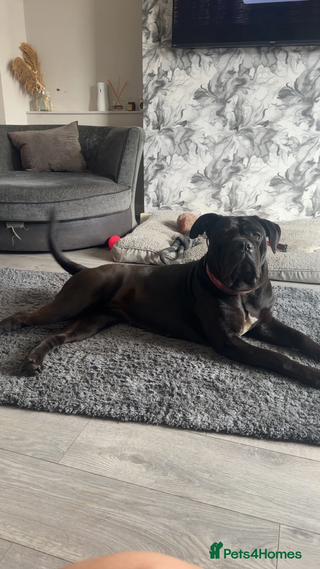 Cane Corso dogs for sale: Cane corso  in Stoke-on-Trent - Advert 1