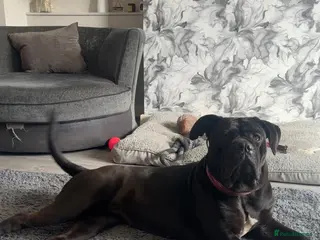 Cane Corso dogs Cane corso - Advert 4