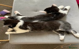 Mixed Breed cats for sale: 5 Male Kittens looking for their forever homes - Image 9