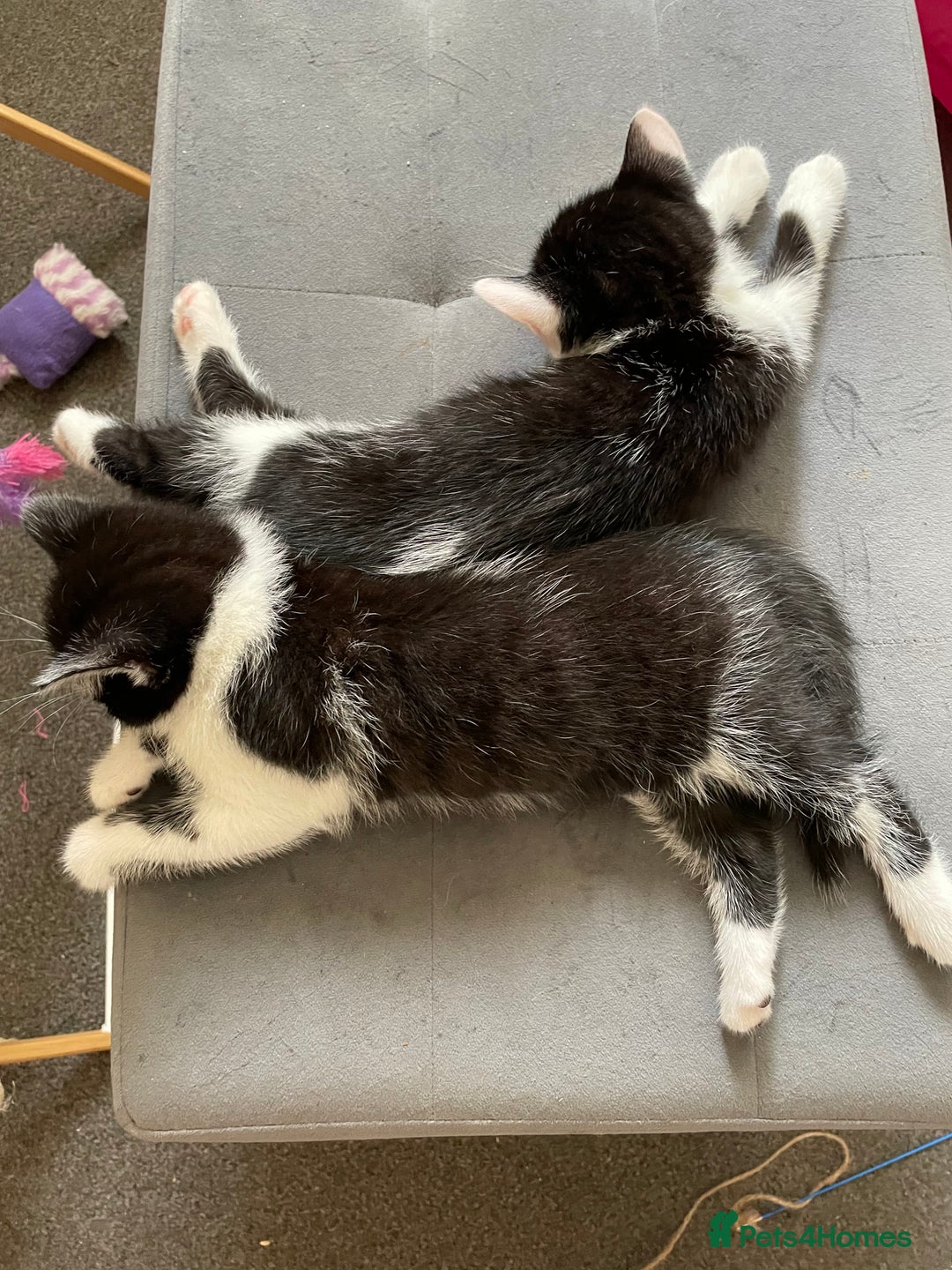 Mixed Breed cats for sale: 5 Male Kittens looking for their forever homes - Image 9