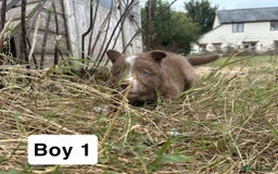 Border Collie dogs for sale: Working red/brown border collie pups 1 BOY LEFT - Image 4