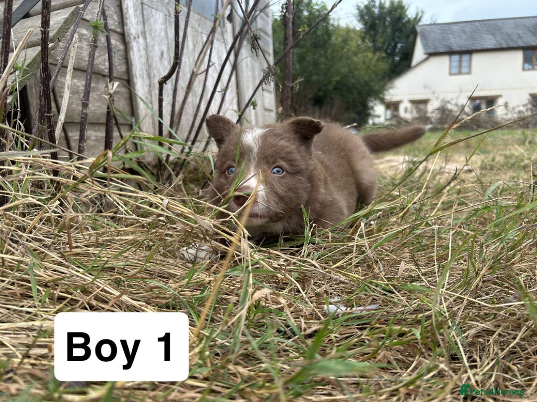 Border Collie dogs for sale: Working red/brown border collie pups 1 BOY LEFT - Image 4