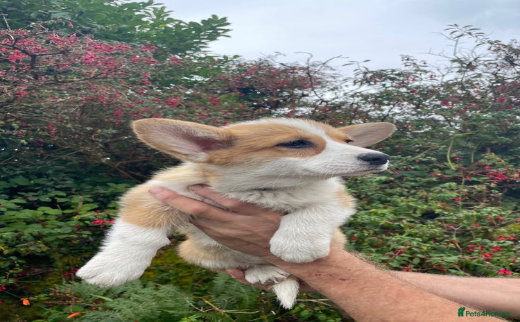 Welsh Corgi Pembroke dogs - Advert 2