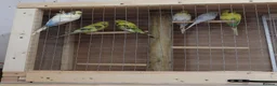 Budgerigars birds for sale: Budgie Cage & Six Mature Hens - Advert 3