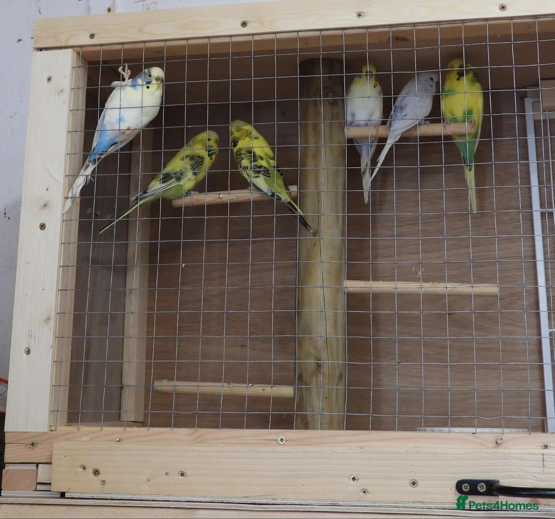 Budgerigars birds for sale: Budgie Cage & Six Mature Hens - Advert 3