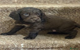 Cocker Spaniel dogs for sale: Cocker spaniel pups for sale  - Image 1