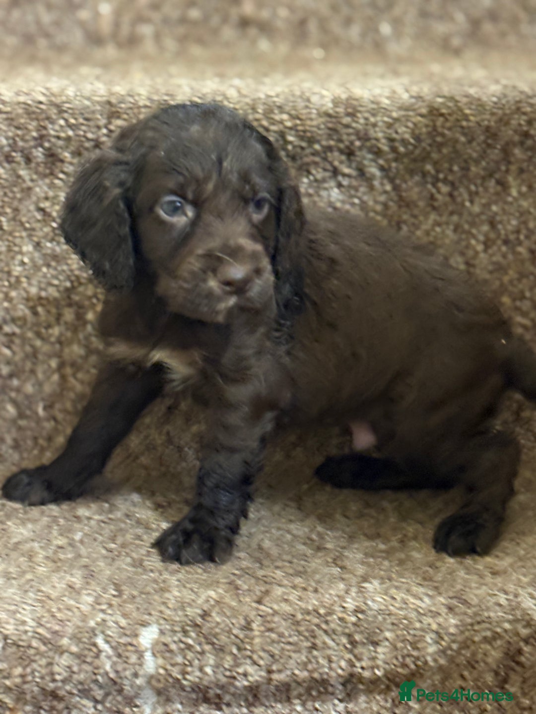 Cocker Spaniel dogs for sale: Cocker spaniel pups for sale  - Image 1