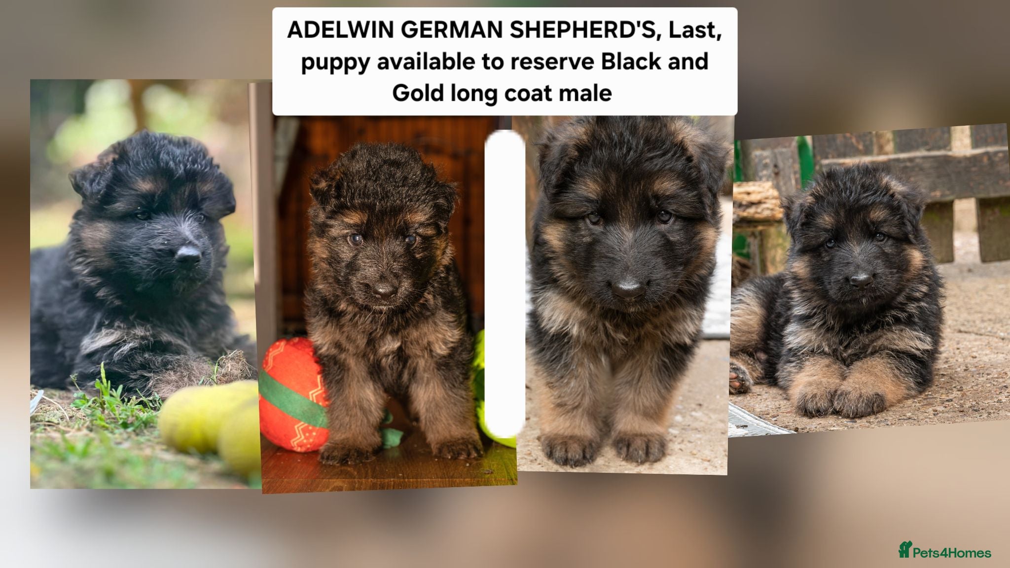 German Shepherd dogs KC Fantastic long coat German Shepherd's  - Advert 1