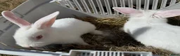 Mixed Breed rabbits for sale: 3 rabbits for sale - 2 albino/white 1 mixed - Advert 3
