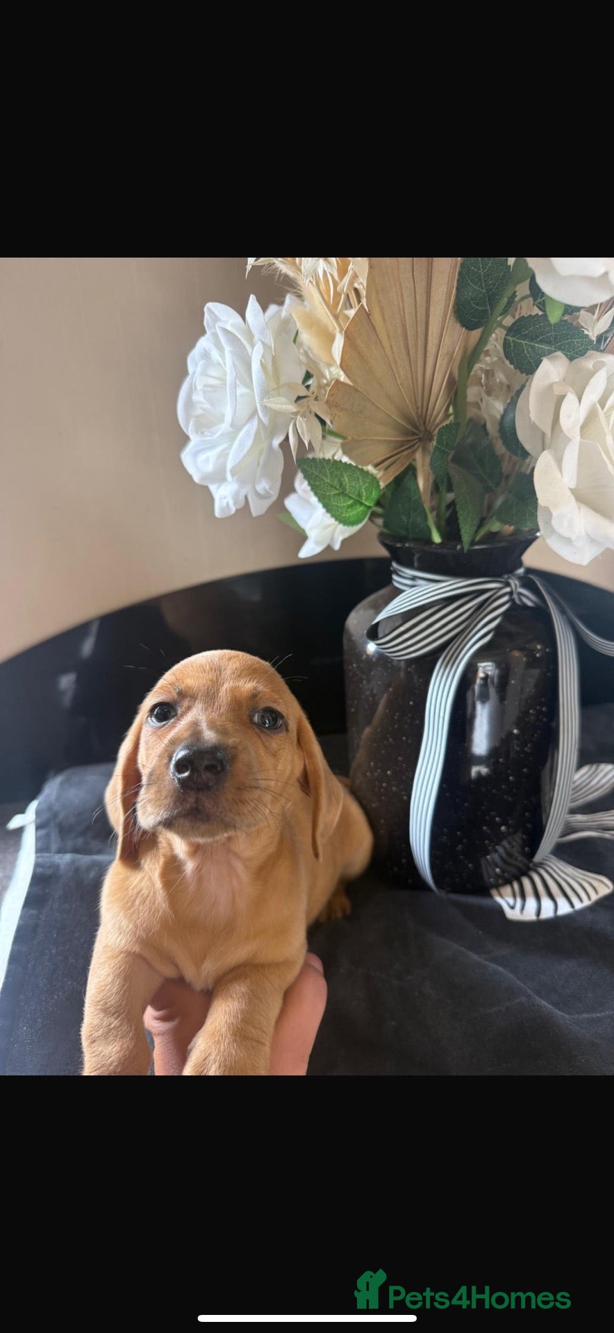 Dachshund dogs Unreal dachshund pups  - Advert 3