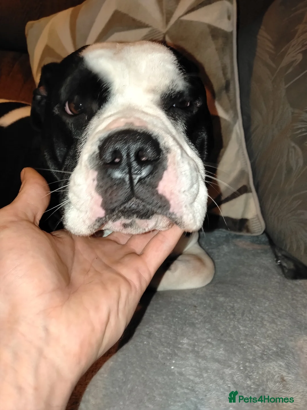 Mixed Breed dogs for sale: Storm The Explorer  in Rotherham - Advert 2