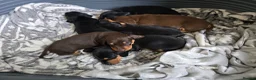 Dachshund dogs for sale: Beautiful short hair dachshund puppies in Bournemouth - Advert 38