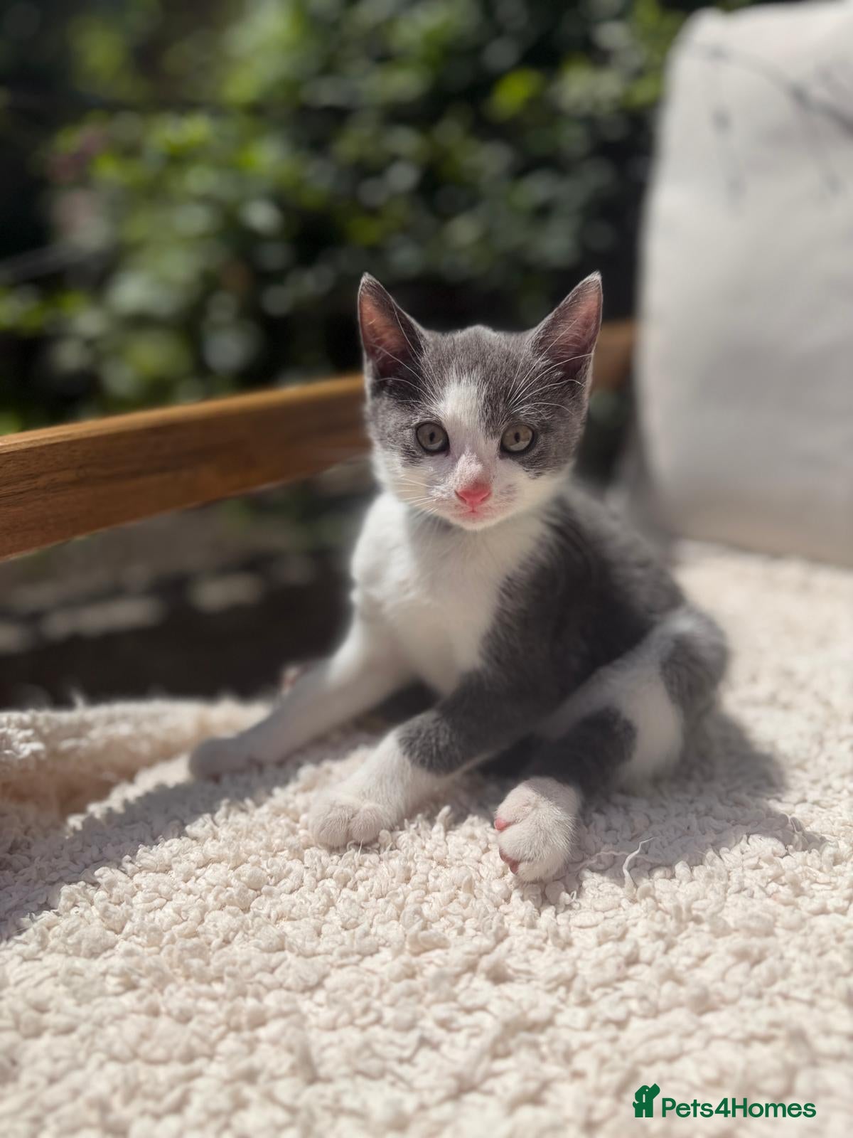 Turkish Angora cats 😻 Adorable Turkish Angora X Kittens - Advert 2