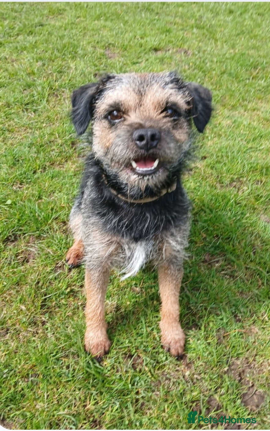 Border Terrier dogs Rocks - Advert 11