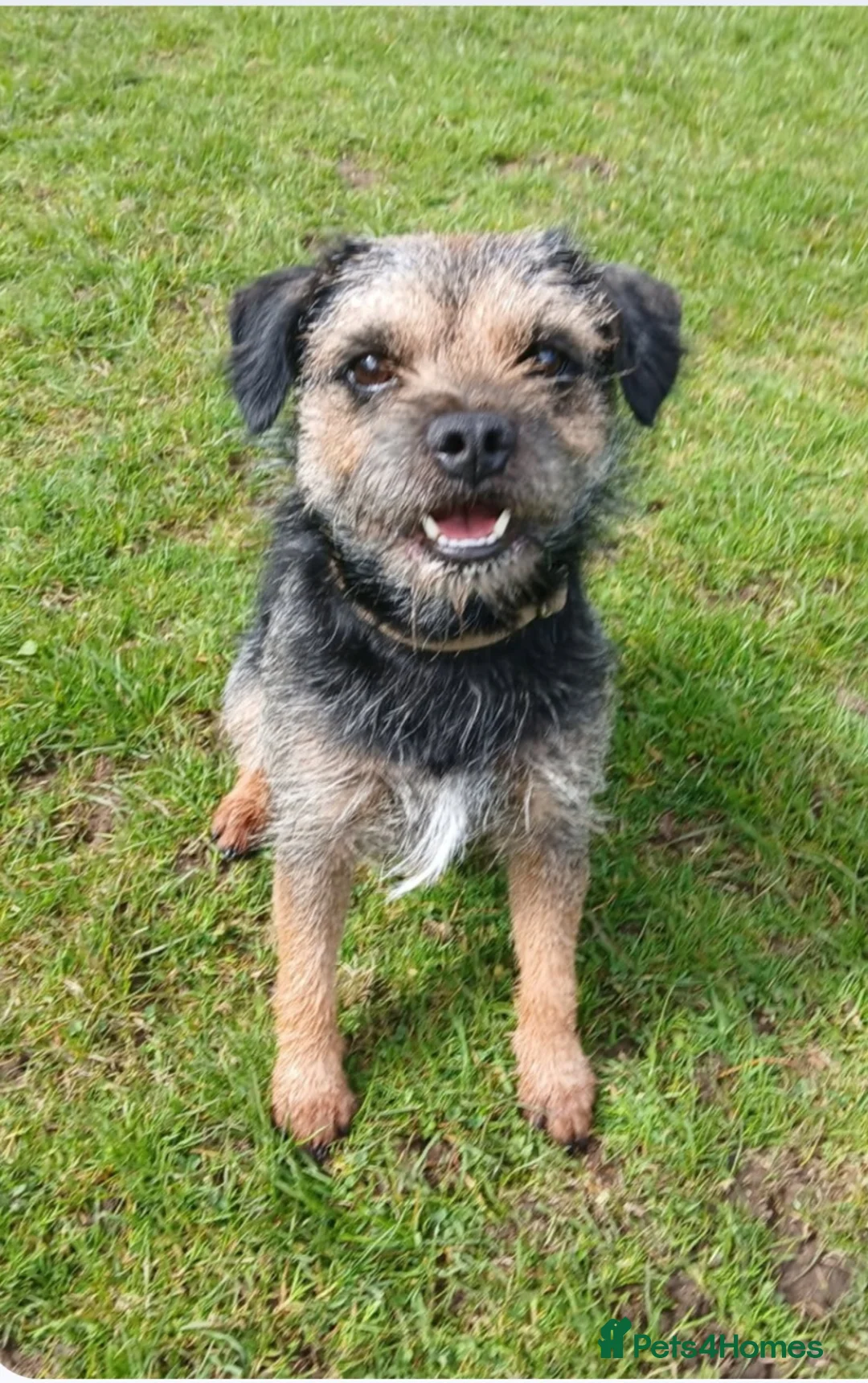 Border Terrier dogs for stud: Rocks - Advert 1