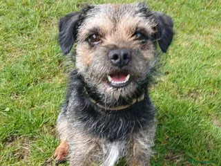 Border Terrier dogs Rocks - Advert 11