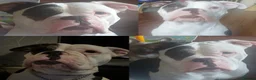 Mixed Breed dogs for sale: Stunning Olde English x French Bulldog Puppies in Milton Keynes - Advert 2