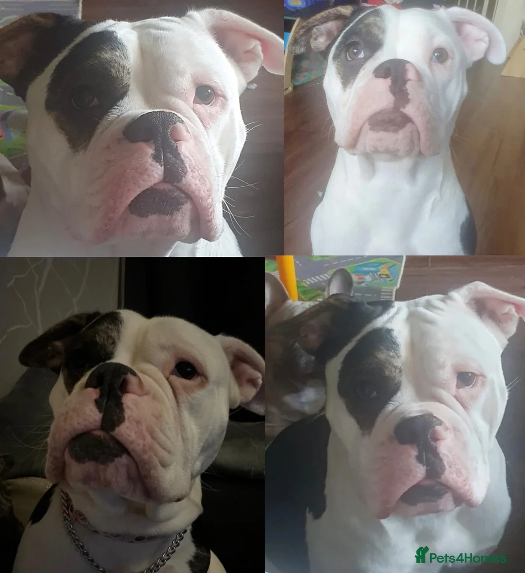 Mixed Breed dogs for sale: Stunning Olde English x French Bulldog Puppies in Milton Keynes - Advert 2