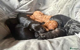 Cockapoo dogs for sale: ✨ Gorgeous Cockapoo Puppies ✨ - Image 19